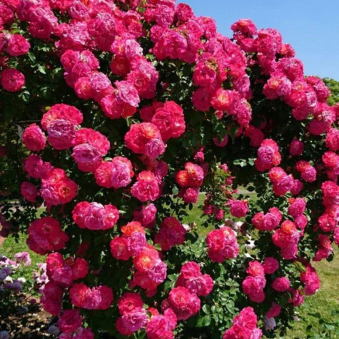 Elegant Climbing Rose Flower Seeds- The Queen of Garden Flowers, Easy to Plant and Low Maintenance