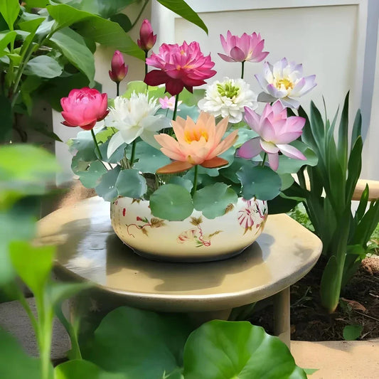 Bonsai Japanese Lotus Seeds – 100 Imported Premium Seeds | Symbol of Peace & Purity | Easy to Grow Indoor & Outdoor Plant