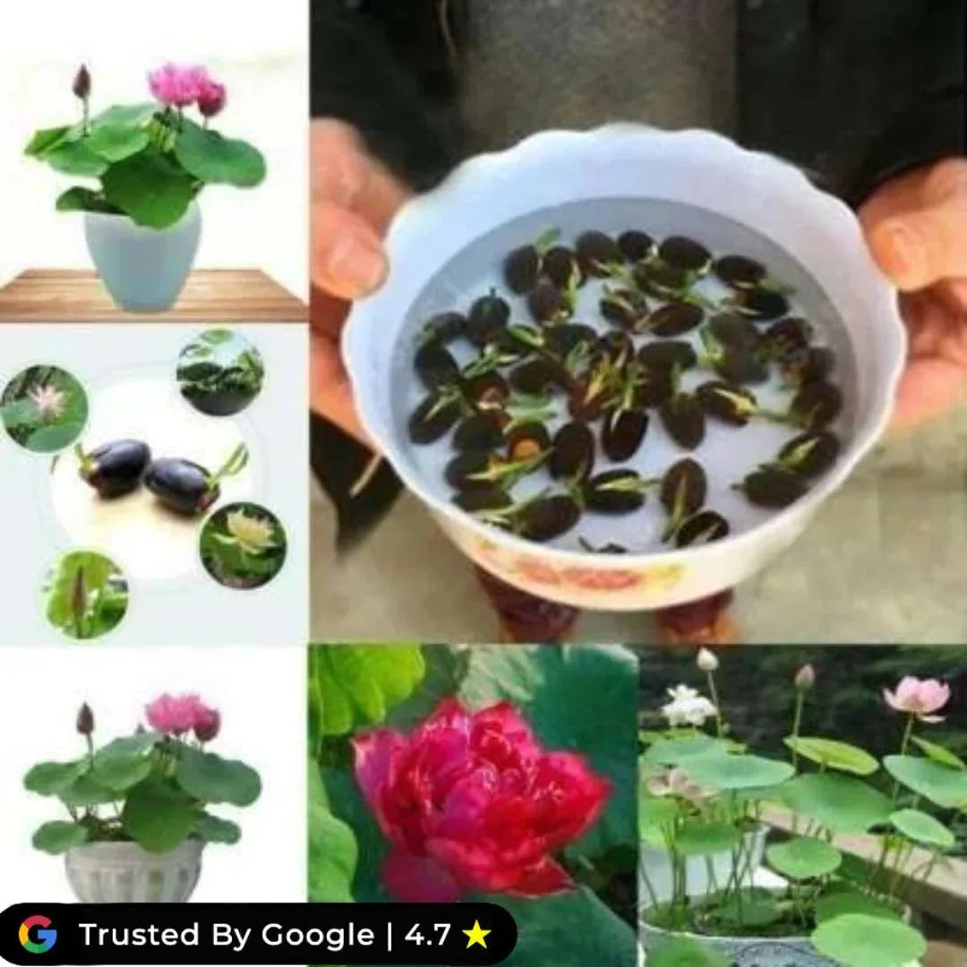 Bonsai Japanese Lotus Seeds – 100 Imported Premium Seeds | Symbol of Peace & Purity | Easy to Grow Indoor & Outdoor Plant