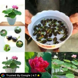 Bonsai Japanese Lotus Seeds – 100 Imported Premium Seeds | Symbol of Peace & Purity | Easy to Grow Indoor & Outdoor Plant