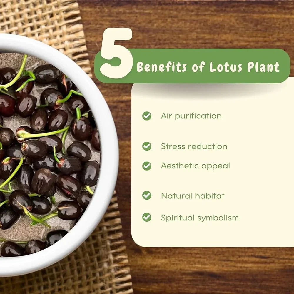 Bonsai Japanese Lotus Seeds – 100 Imported Premium Seeds | Symbol of Peace & Purity | Easy to Grow Indoor & Outdoor Plant