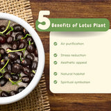 Bonsai Japanese Lotus Seeds – 100 Imported Premium Seeds | Symbol of Peace & Purity | Easy to Grow Indoor & Outdoor Plant