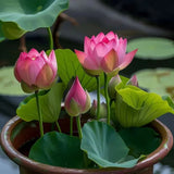 Bonsai Japanese Lotus Seeds – 100 Imported Premium Seeds | Symbol of Peace & Purity | Easy to Grow Indoor & Outdoor Plant