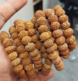 7 Mukhi Nepali Original Rudraksha Bracelet With Lab Tested Beads – Spiritual Rudraksha Bracelet