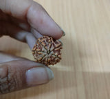7 Mukhi Nepali Original Rudraksha Bracelet With Lab Tested Beads – Spiritual Rudraksha Bracelet
